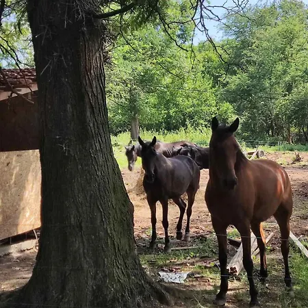 Farm stay конна база югла *