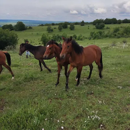 конна база югла Farm stay Yoglav